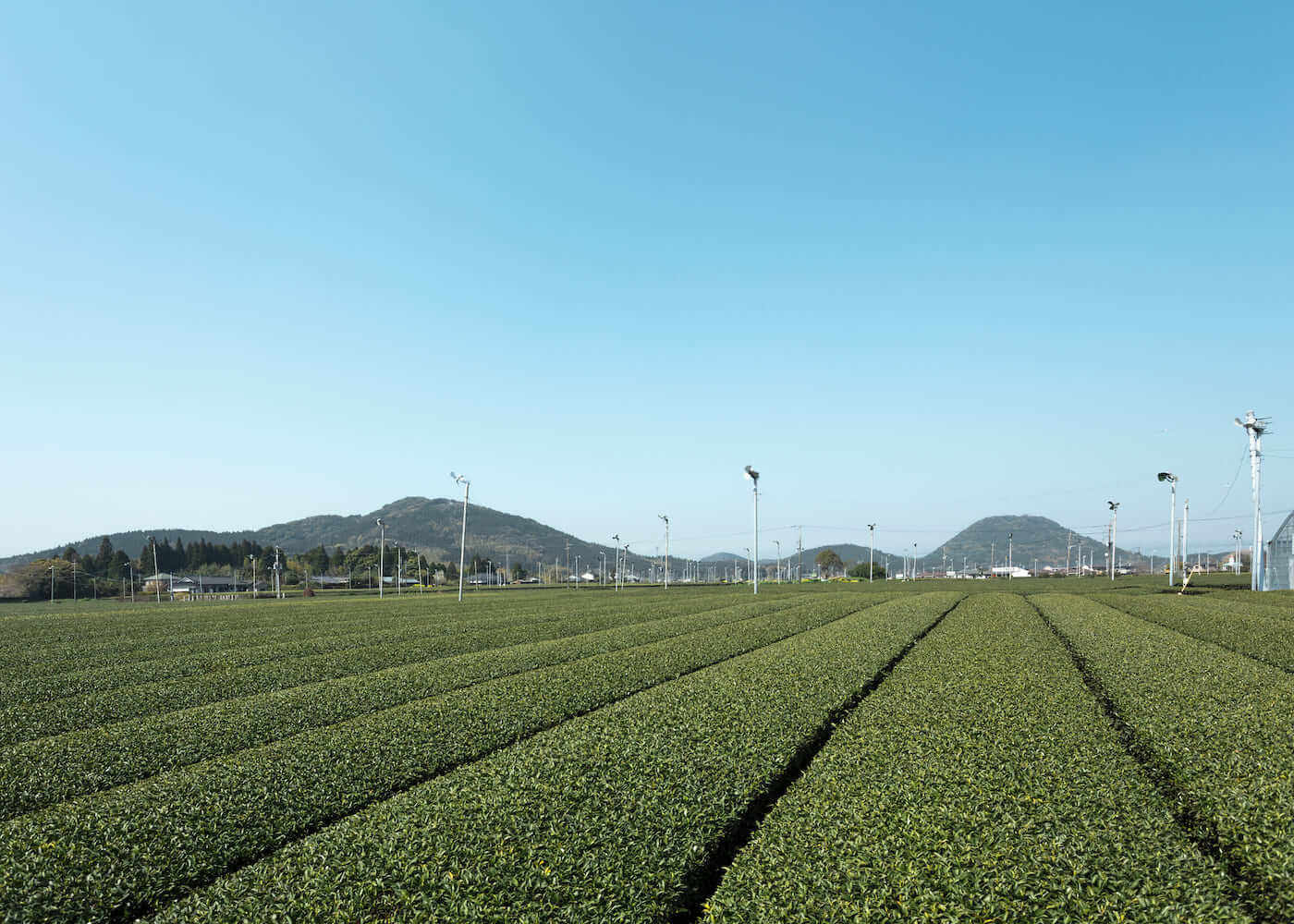 鹿児島の茶畑